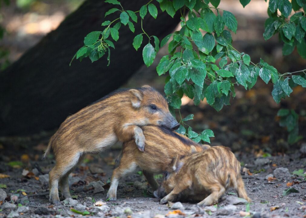 Baby pigs